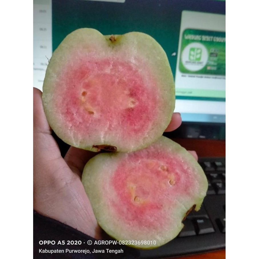 Bibit Tanaman jambu Kristal Merah - Manis & Renyah Tanpa Biji Aww