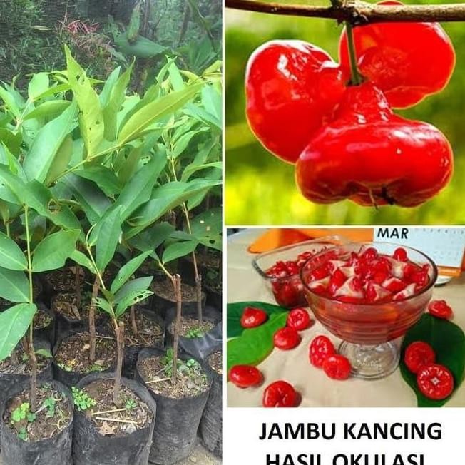 Bibit Jambu Air Kancing Tanaman Jambu Pohon Jambu Kancing Aww