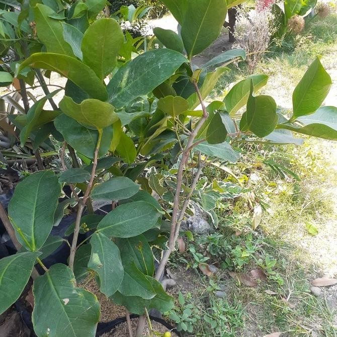 TANAMAN BUAH JAMBU AIR HIJAU TANPA BIJI SUDAH BERBUNGA/BERBUAH CANGKOK Aww