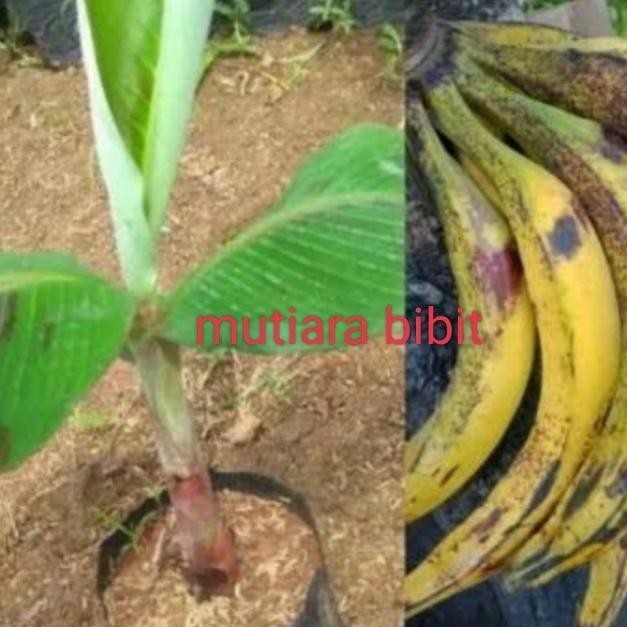 bibit pisang tanduk sukabumi PREMIUM