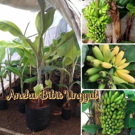 BIBIT PISANG MOROSE POHON PENDEK - bibit unggul nirna AZZ