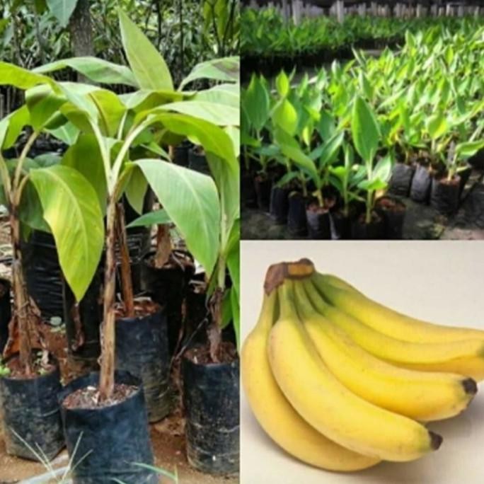 bibit pohon pisang cavendish sunpride PREMIUM
