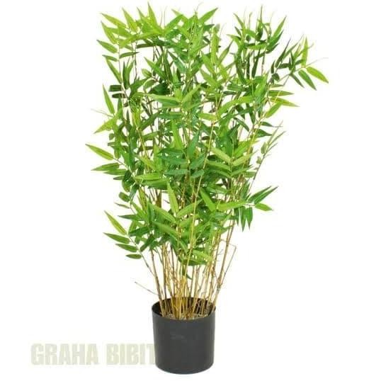 Tanaman Hias Bambu Kuning Mini