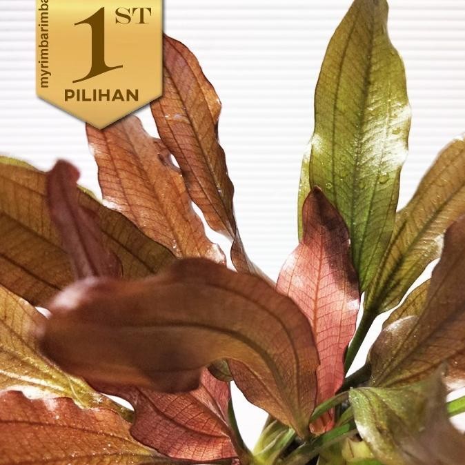 Paket 5 Wabikusa Red Echinodorus Special Rubin Tanaman Air Hiasan Aquascape