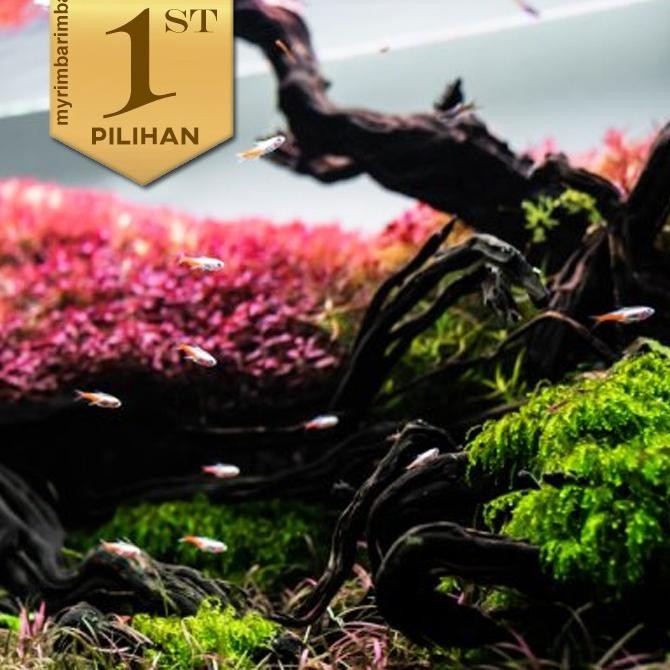 Kayu Santigi Planet XL Hiasan Aquarium Aquascape Ikan Hias Tanaman Air