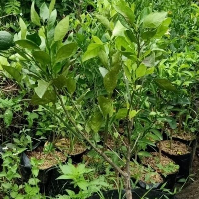 

jeruk Santang madu + pot ukuran 35 cm