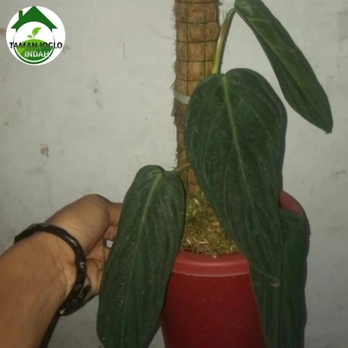 Tanaman hias philodendron Gigas promo