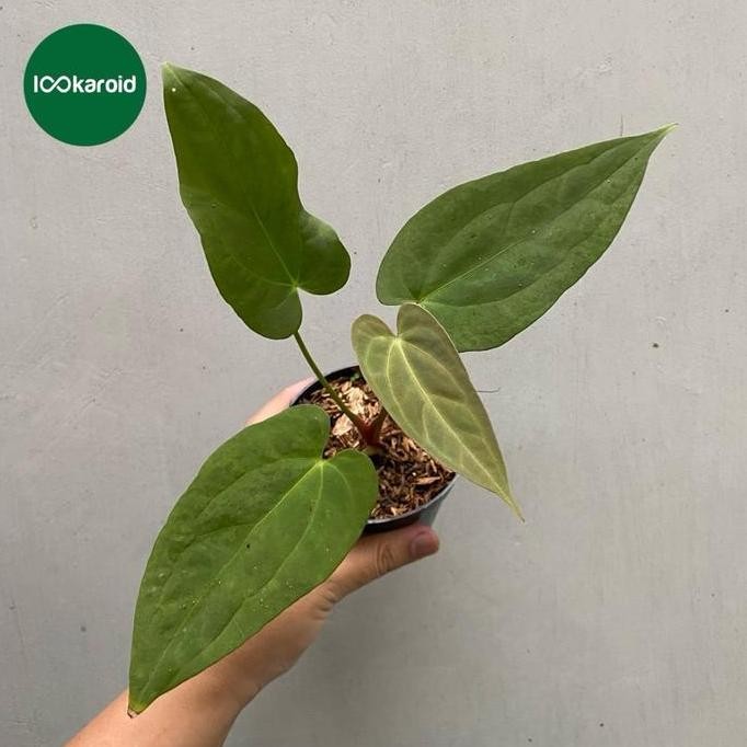 Tanaman Hias Anthurium Papillilaminum x Portillae | Anthurium Hybrid [Papillilaminum x Portillae Ind