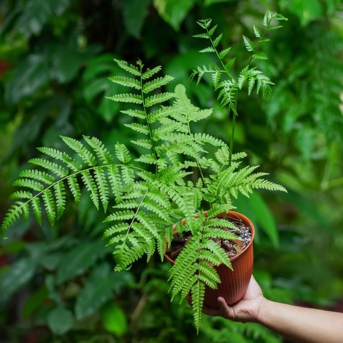 Pteris wallichiana / Tanaman Pakis / Fern