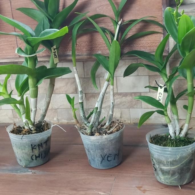 Anggrek Dendrobium Dewasa ID Campur