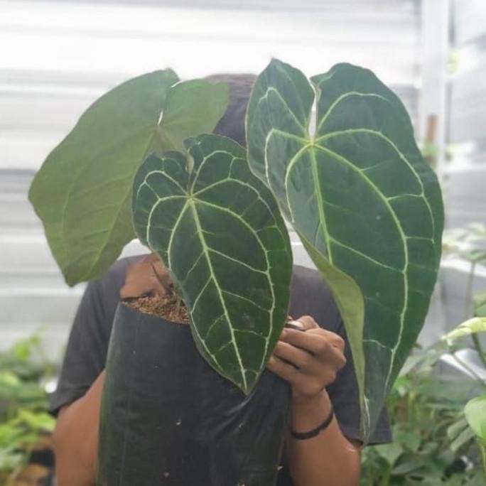Tanaman hias kuping gajah daun besar - Antorium kuping gajah