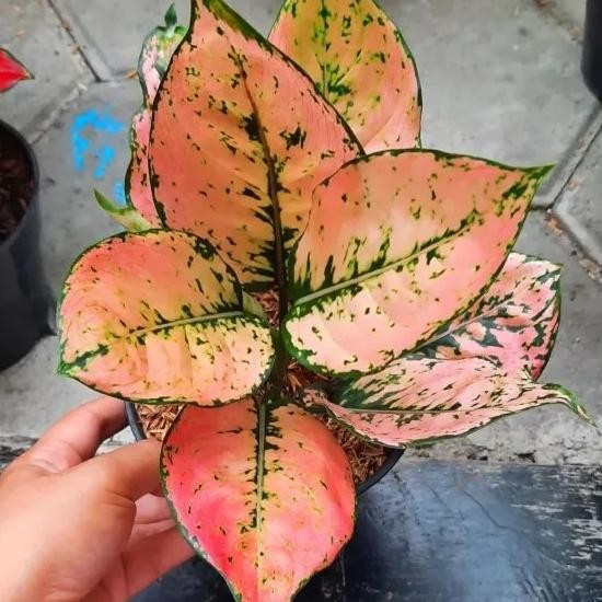 aglonema komkom orange