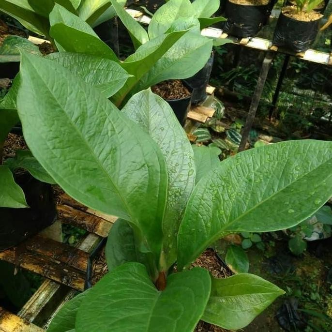 Tanaman Anthurium Supernova
