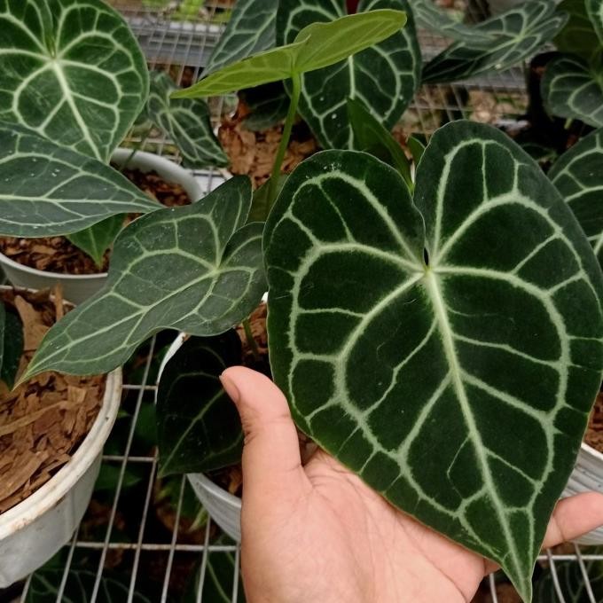 Terlaris Tanaman Hias Kuping Gajah Tarantula Dewasa