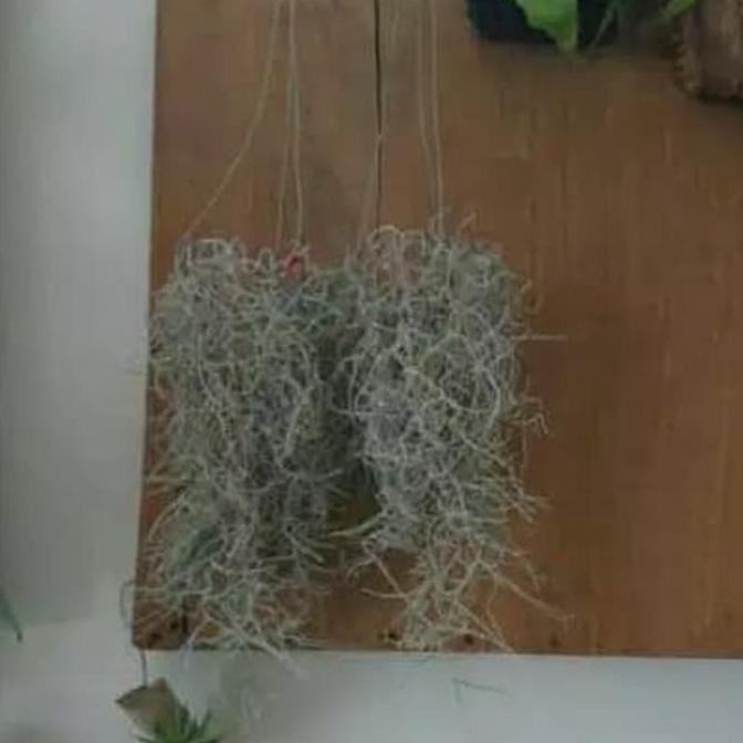 Mega Sale Ybw-2429 Jenggot Musa Jenggot Nabi Tilandsia Tanaman Hias Bunga Hias Termurah