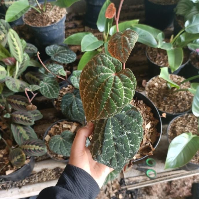 Terlaris Tanaman Hias Sirih Wulung - Sirih Wulung