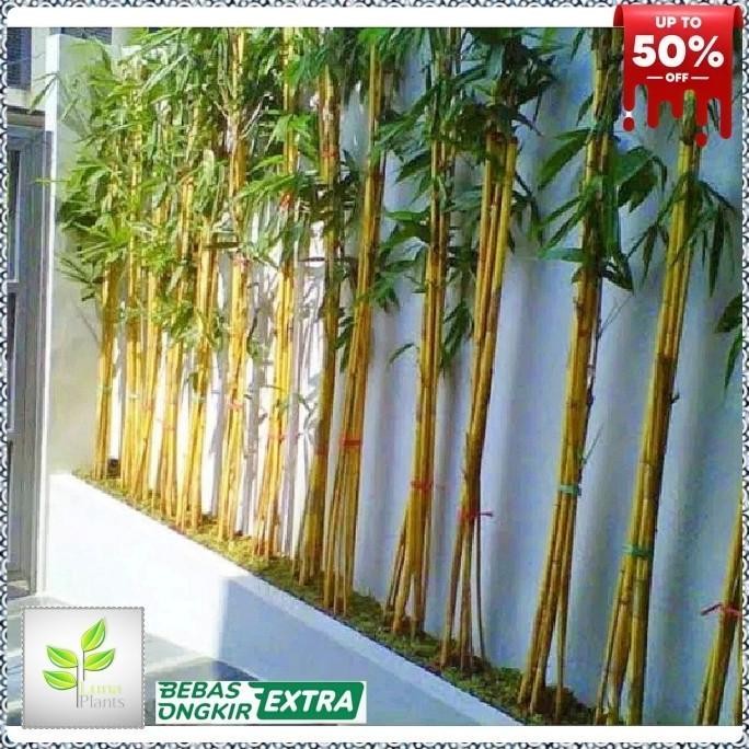 Terlaris Tanaman Hias Bambu Kuning/Bambu Panda/Bambu Hiasan/Bambu Pagar