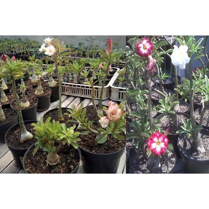 Terlaris Tanaman Hias Adenium Original Bunga Tumpuk (Size A)