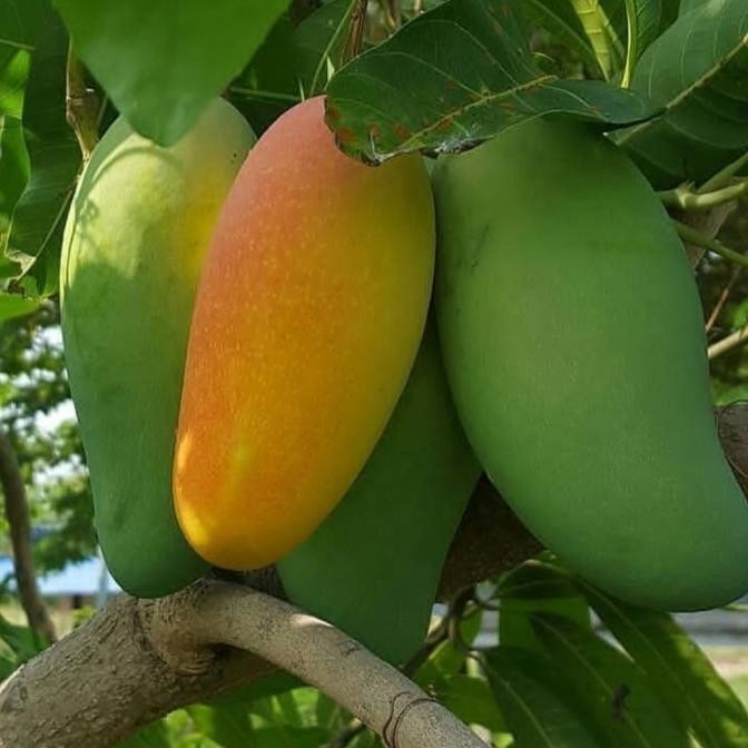 Pohon mangga golek - Tambulapot - Bibit pohon buah manggah golek india