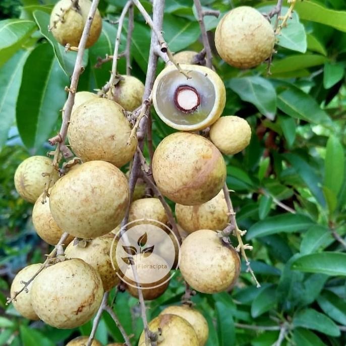 Pohon kelengkeng matalada - Tambulapot - Bibit buah lengkeng matalada