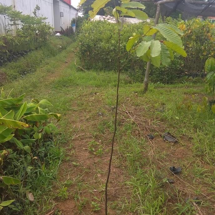 BIBIT TANAMAN BUAH MATOA 1 METER viralll PREMIUM