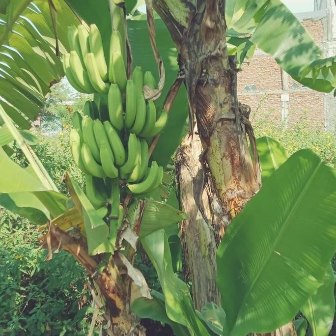 bibit pisang ambon mini PREMIUM