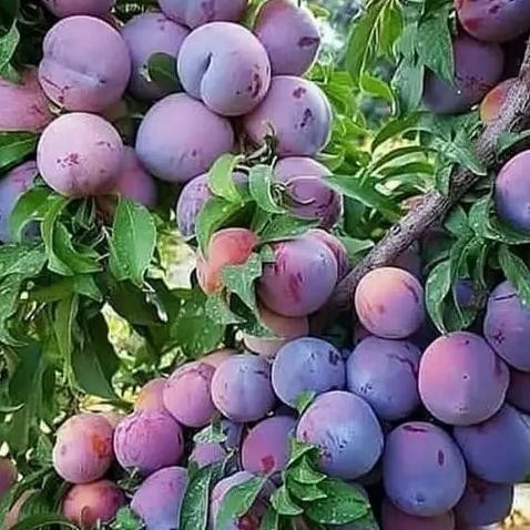 Bibit Buah Plum Ungu import premium - Buah Superfood Plum ungu FFFF