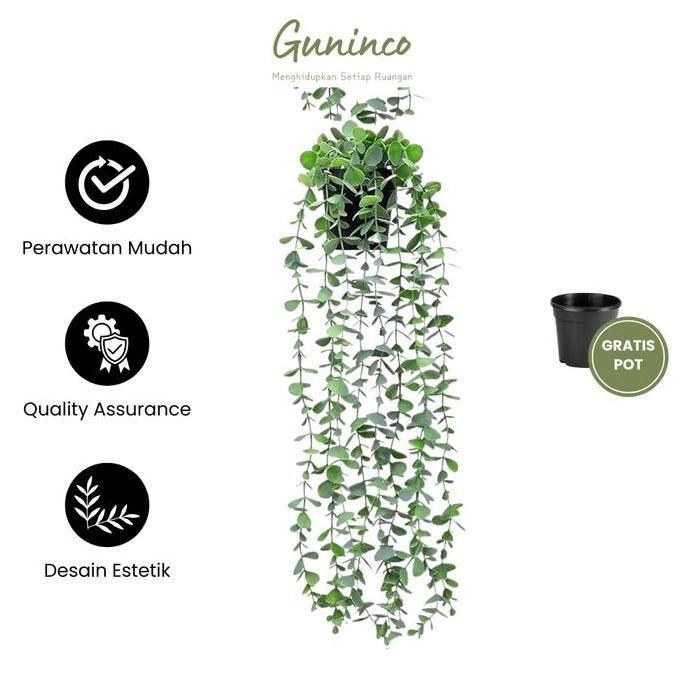 Terlaris Tanaman Hias Juntai Eucalyptus Guninco - Tanaman Hias Plastik Aesthetic - Tanaman Gantung -