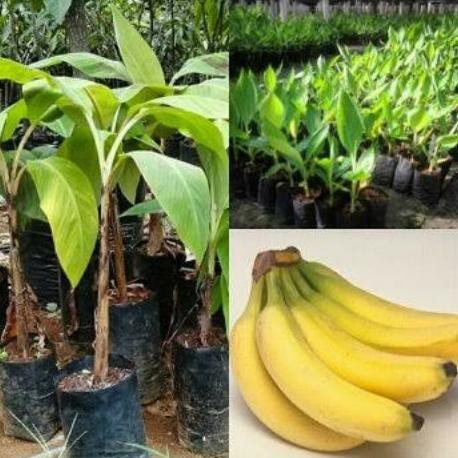 BIBIT PISANG CAVENDISH F17 UNGGUL GENJAH PREMIUM