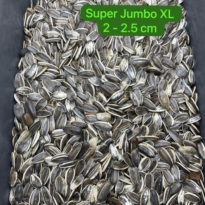 

Kuaci Sangrai XL SUPER Jumbo Vita Pet Kwaci PARROT Bersih Garing murah