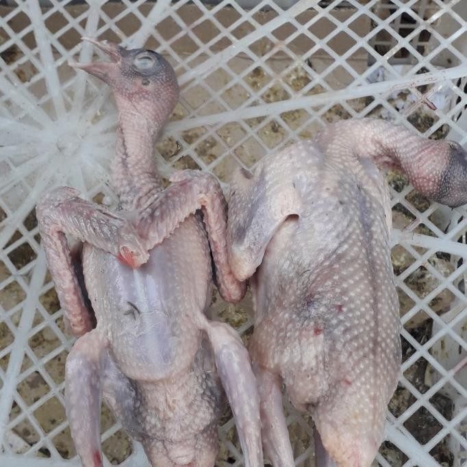 

daging burung dara muda super/1biji murah