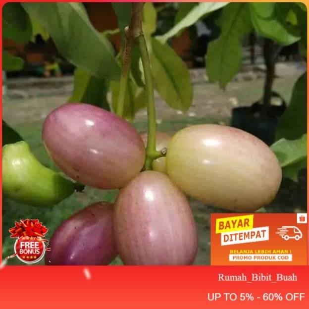 Bibit buah duwet /duet/jamblang putih okulasi bibit benih pohon