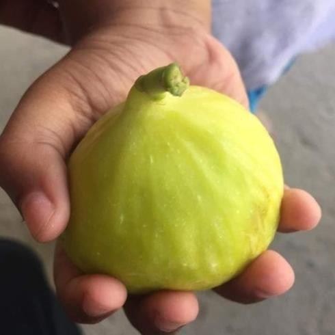 Bibit Buah Tin Yellow Giant Khasi Fresh Cangkok FFFF