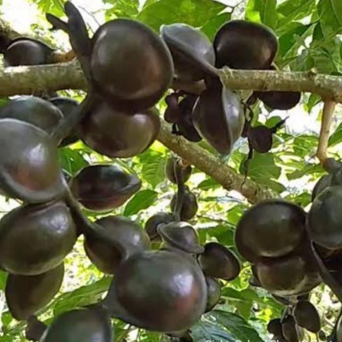 Bibit Buah Pohon Jengkol Super Hasil Okulasi Siap Tanam Tabulampot