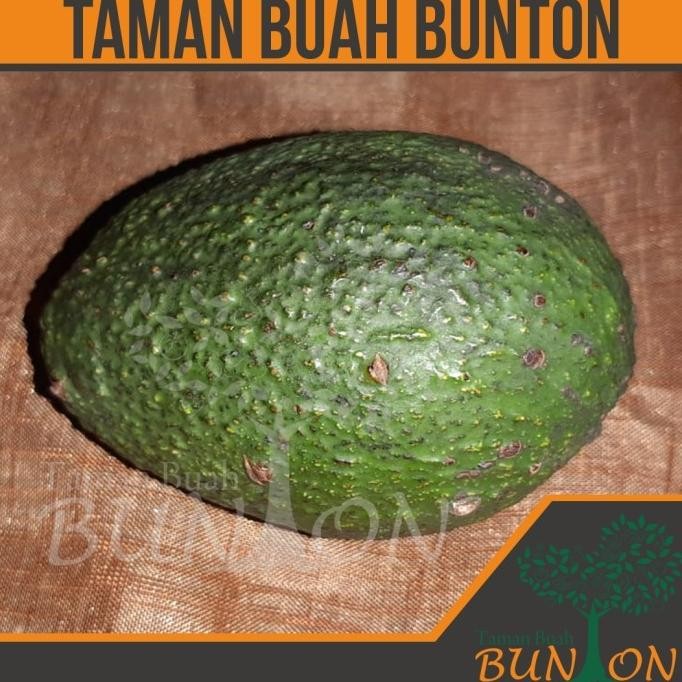 Alpukat Hass - Bibit Tanaman Buah Alpukat Hass DD80