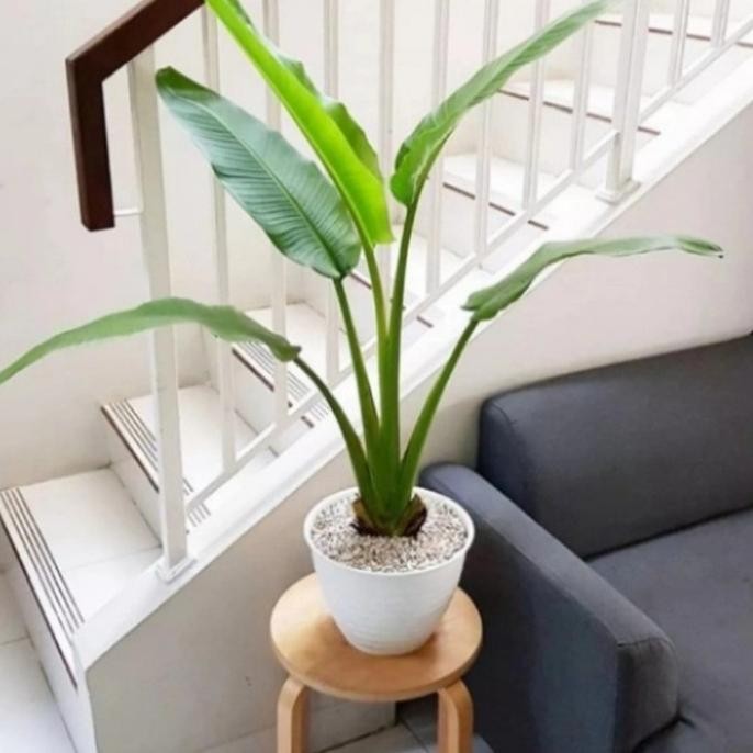 pohon pisang kipas tanaman hias bibit pohon pisang kipas PREMIUM