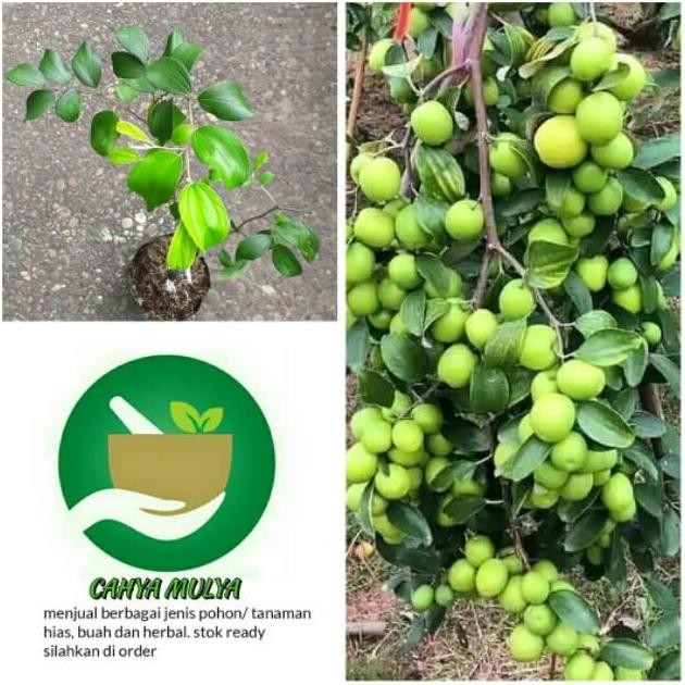 Bibit pohon buah apel putsa - tabulampot apel putsa siap berbuah SUPER