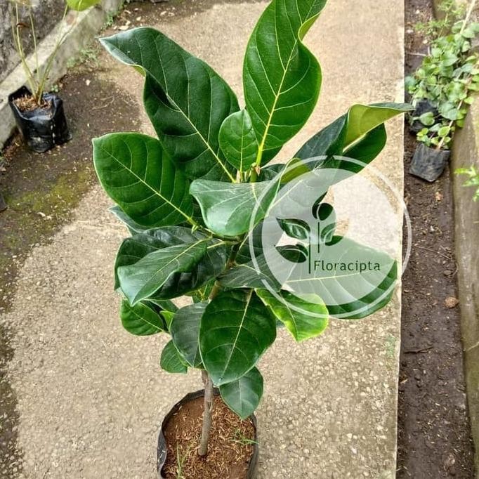 Bibit Nangka Mini Pohon Nangka Mini Bibit Buah Nangka Mini Pohon Buah