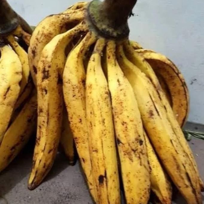 Bibit Pisang Tanduk Sukabumi PREMIUM