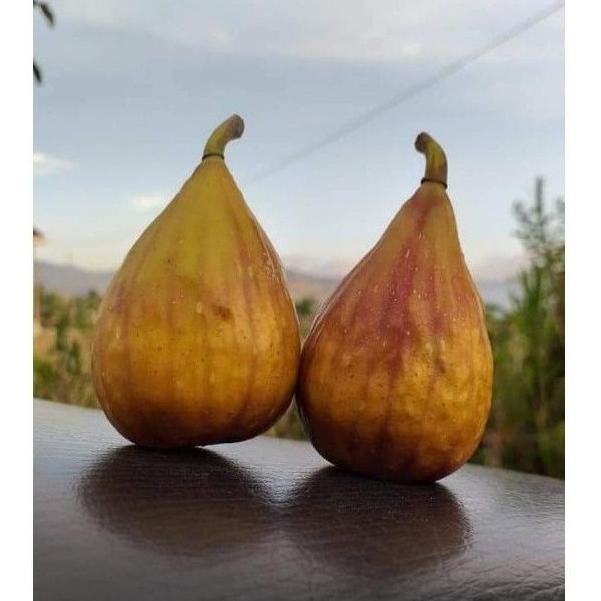 Bibit buah tin Lungo Del Portugallo jenis buah tin lonjong manis SUPER