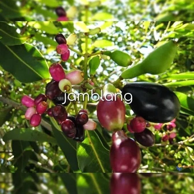 Bibit Pohon Buah Jamblang - Tanaman Jamblang Hitam - Pohon Duwet FFFF