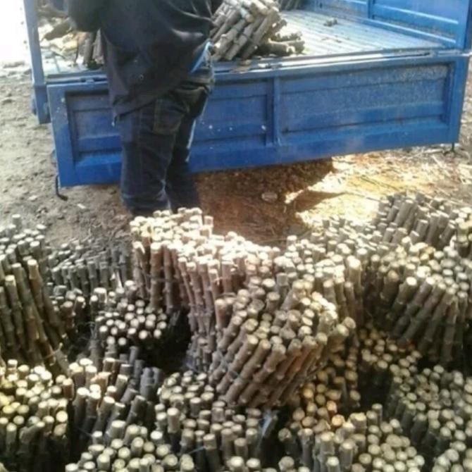 

Sd-67 Gfd-12 Bibit Stek Batang Singkong Per Kilo - Singkong Mentega Viral