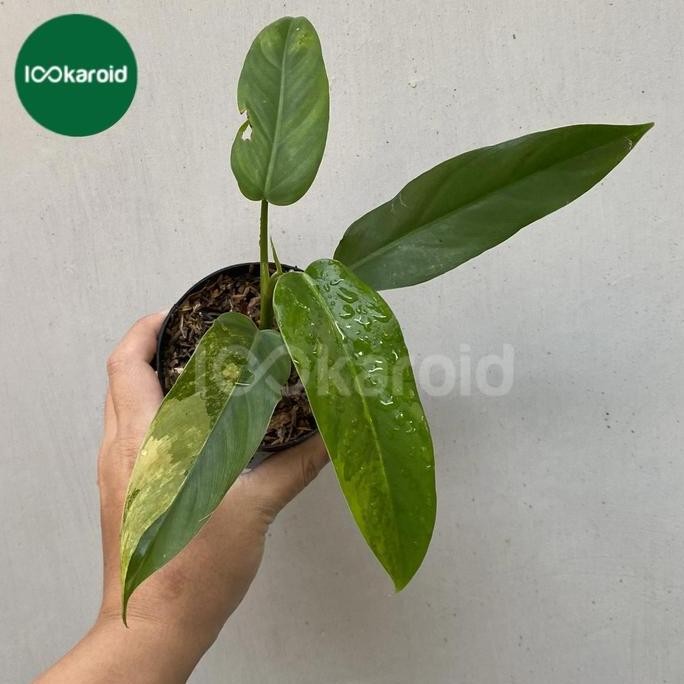Terlaris Tanaman Hias Philodendron Domesticum Variegata | Domesticum Varigata