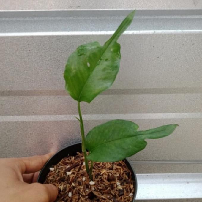 Terlaris Tanaman Hias Philodendron Skeleton Key - Tanaman Hais Monstera