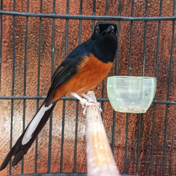 burung murai batu medan jantan pastol gacor fullset sangkar king AME