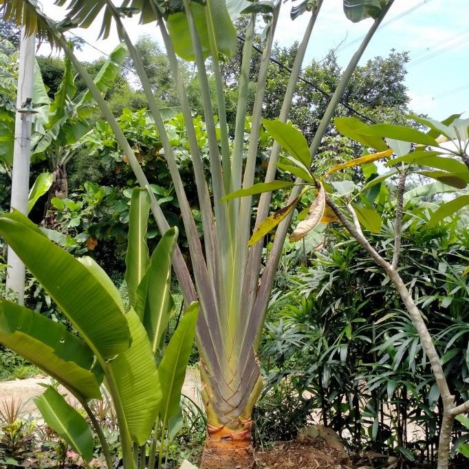 Terlaris Tanaman Hias Pisang Kipas (Besar)