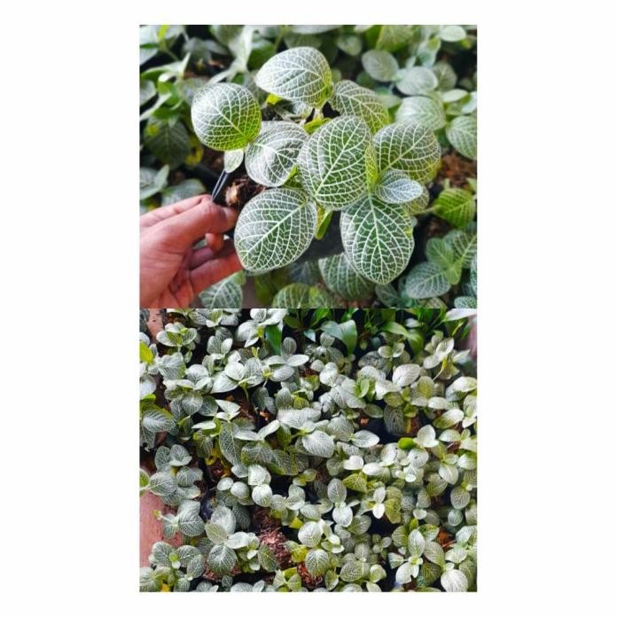 Terlaris Paket 5 Tanaman Hias Fittonia Mutiara Hijau- Episcia Mutiara - Gantung