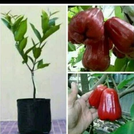PREMIUM Bibit Jambu Lilin Merah