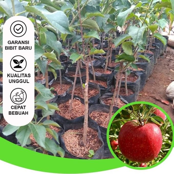 Bibit Buah Bibit Apel Merah Bibit Buah Unggul Siap Berbuah Bibit PREMIUM