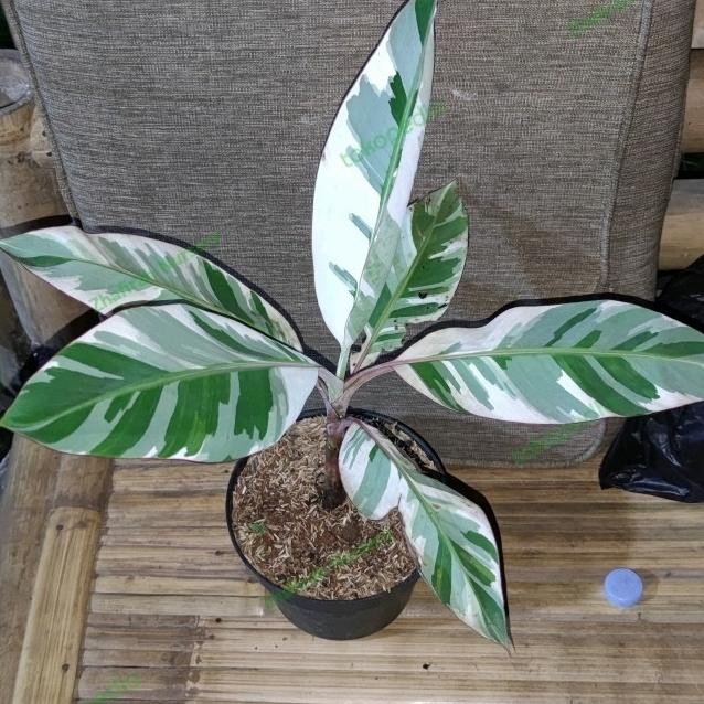 Bibit Pisang Variegata Musae PREMIUM